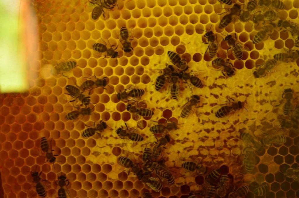 Sleeping With The Bees Kozjak Kobarid Bagian luar foto