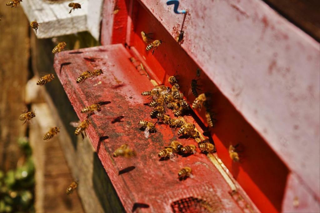Sleeping With The Bees Kozjak Kobarid Bagian luar foto